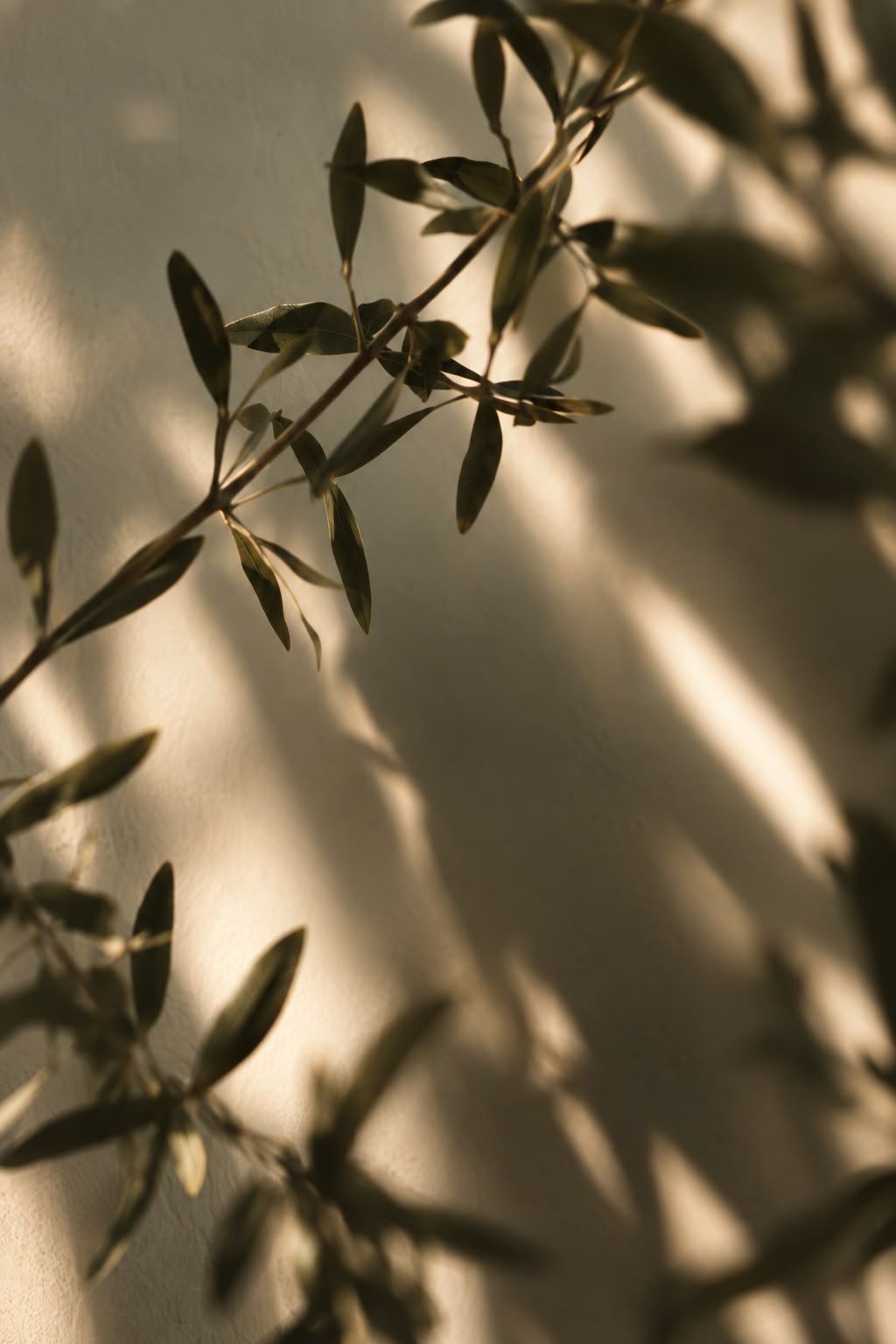 Olive branch light and shadow, Lissom Massage studio